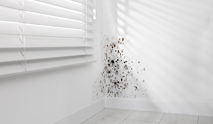 Black mold affected wall