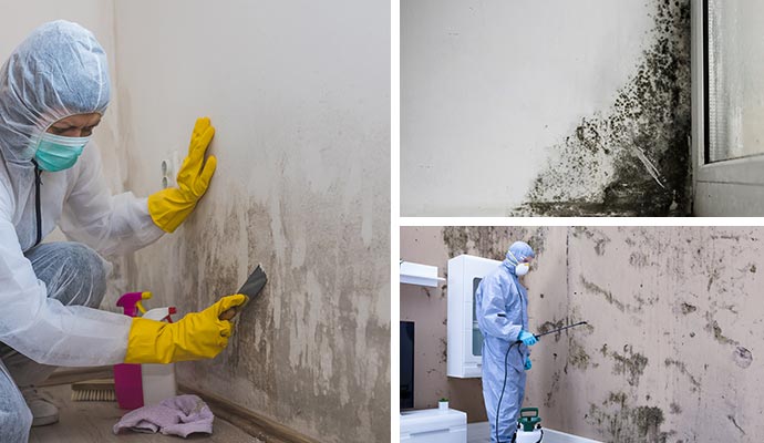 Collage of mold remediation black mold on wall and decontamination
