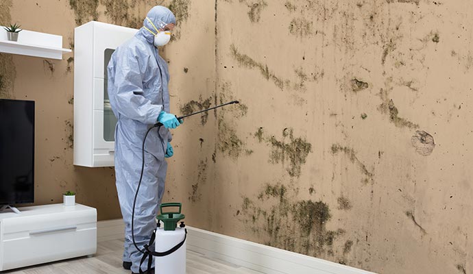 Mold Removal and Remediation for Montana Businesses