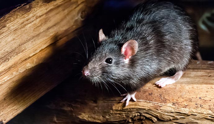 Large rat crawling on wooden logs