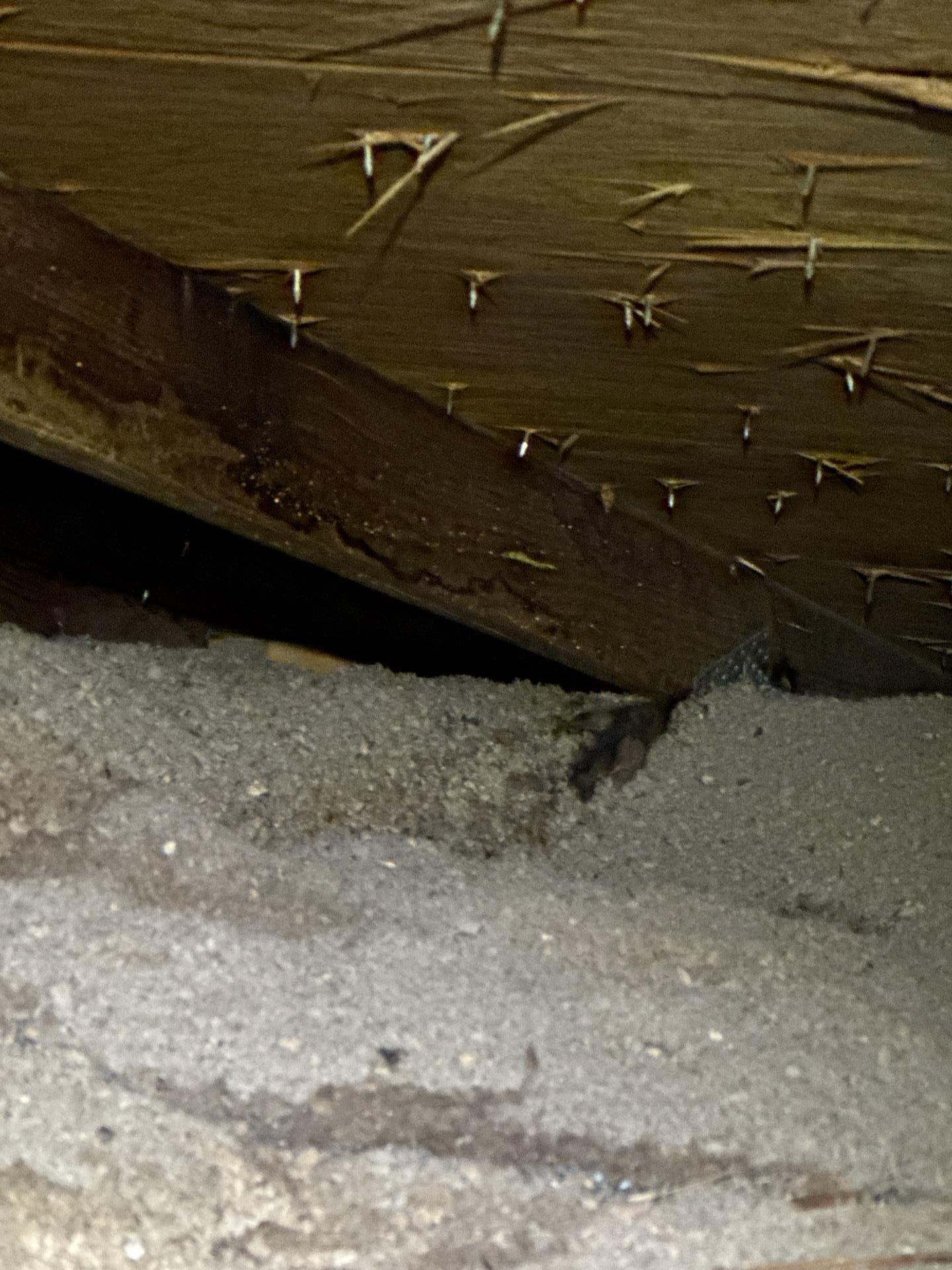 Attic interior showcasing loose insulation, debris, and fasteners on damaged wooden beams, suggesting previous or ongoing issues.