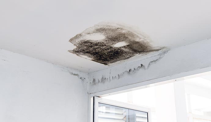 Mold affected ceiling