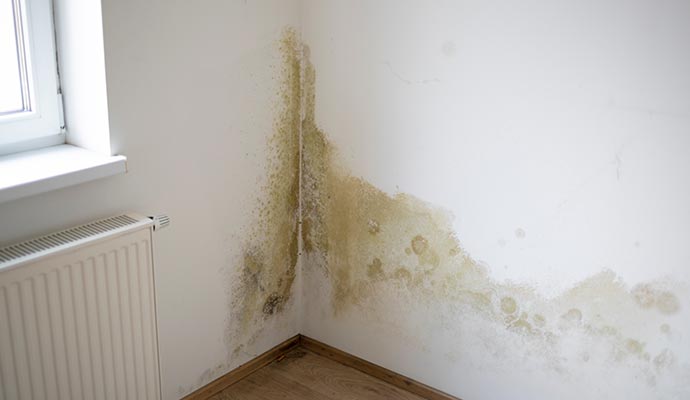 Mold growth on room wall corner