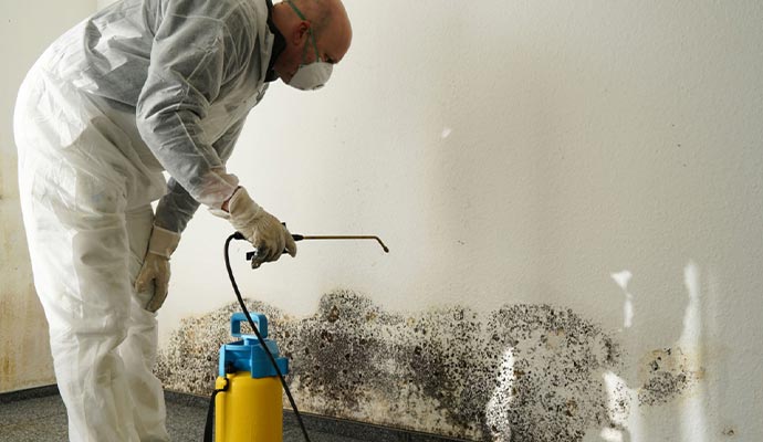 Professional black mold remediation
