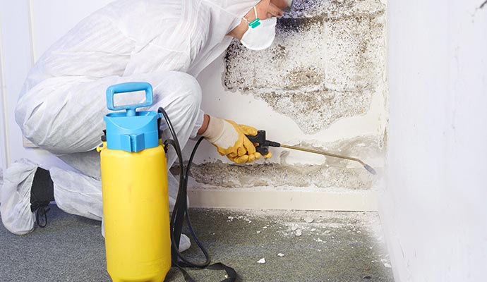 Professional mold cleanup service