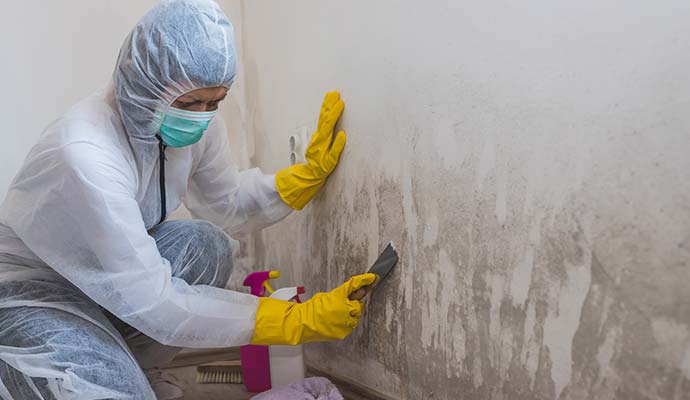 Professional mold remediation service