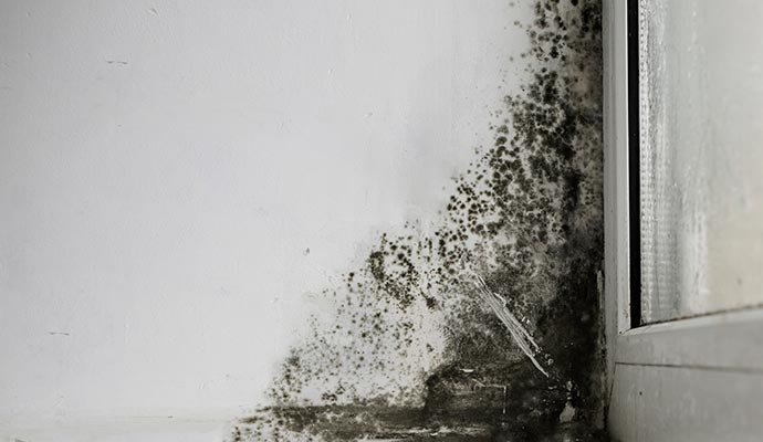 Severely mold damaged wall