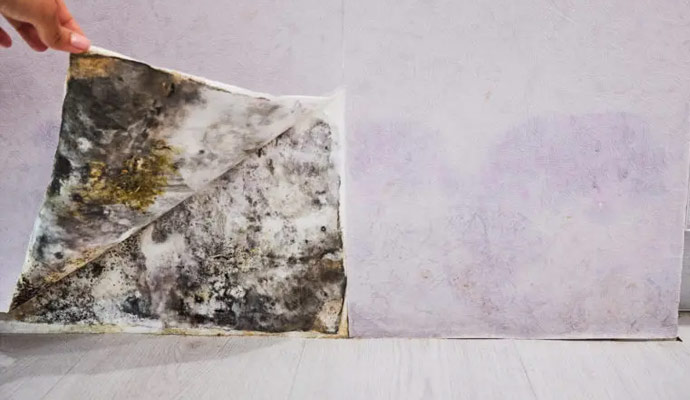 the link between water and mold