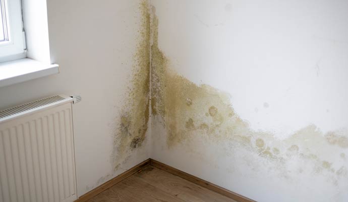 Mold damaged wall corner due to water damage