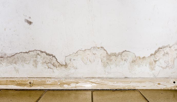 Mold damaged wall