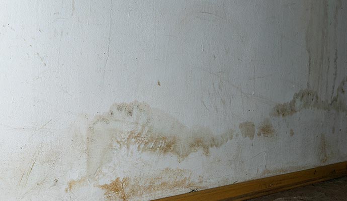Mold growth on wall