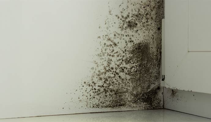 Mold spread on the wall
