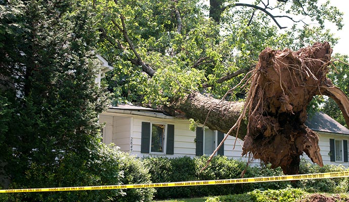 Wind damage tree fallen on house